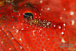 a painted cleaner shrimp dances over a rock cod's eye. ti... by Fiona Ayerst 